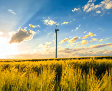 cornfield-with-windmill.jpg